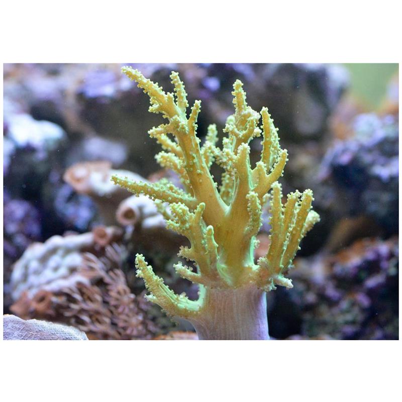 Corali Sinularia sp. Finger leather - imagine 5